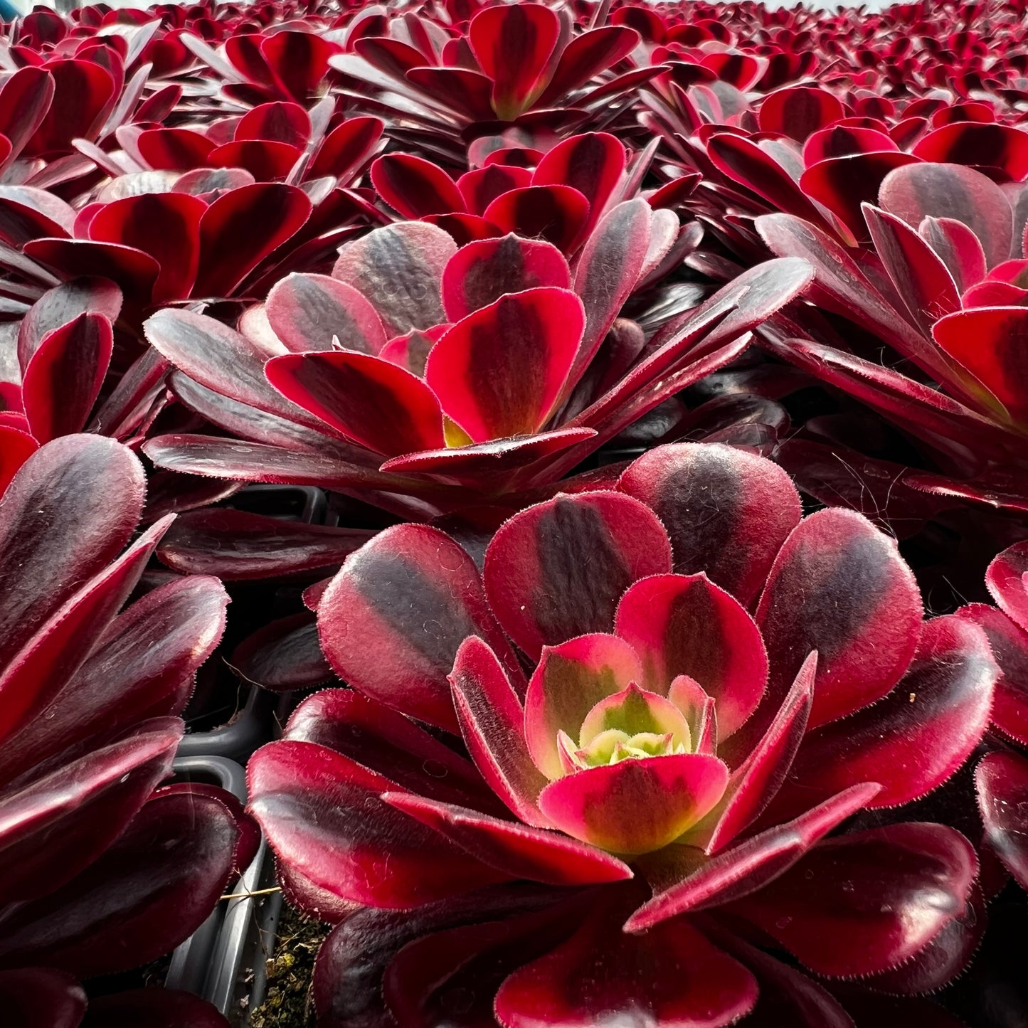 Aeonium 'Medusa'