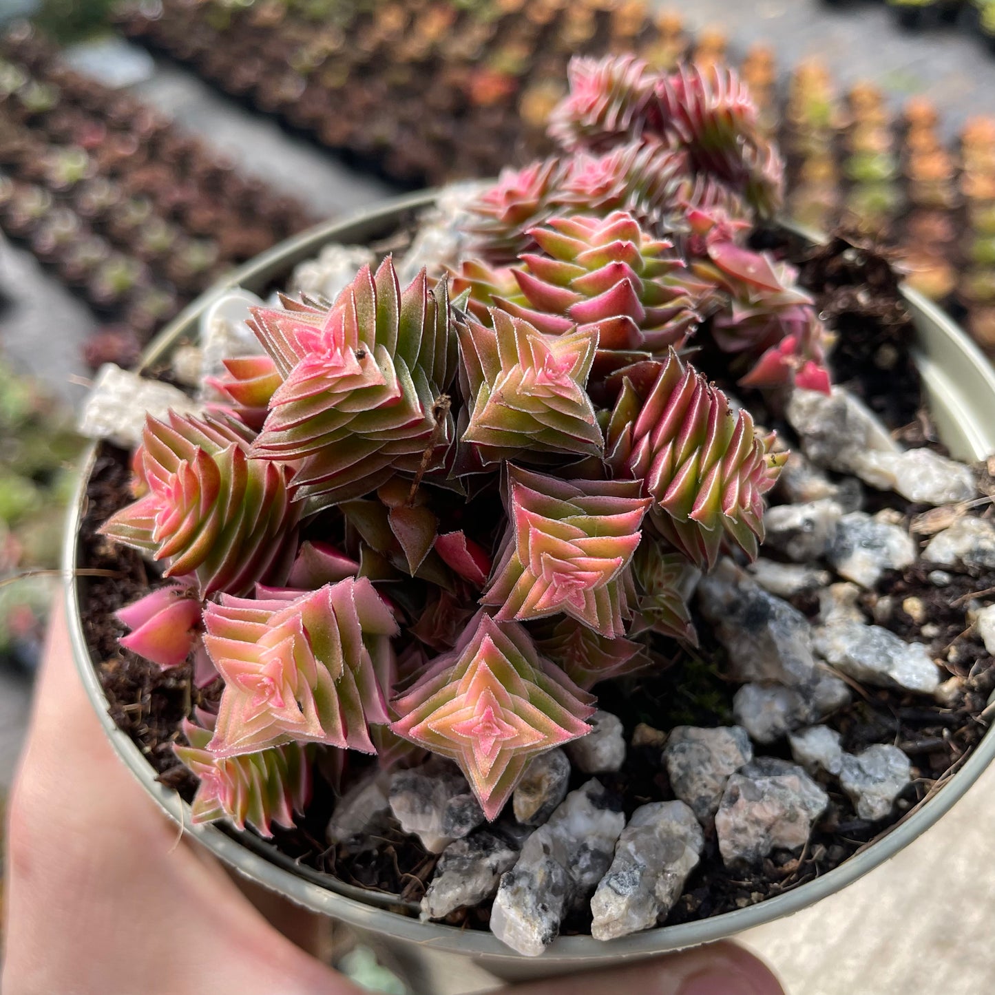 Crassula capitella ssp. thyrsiflora variegata