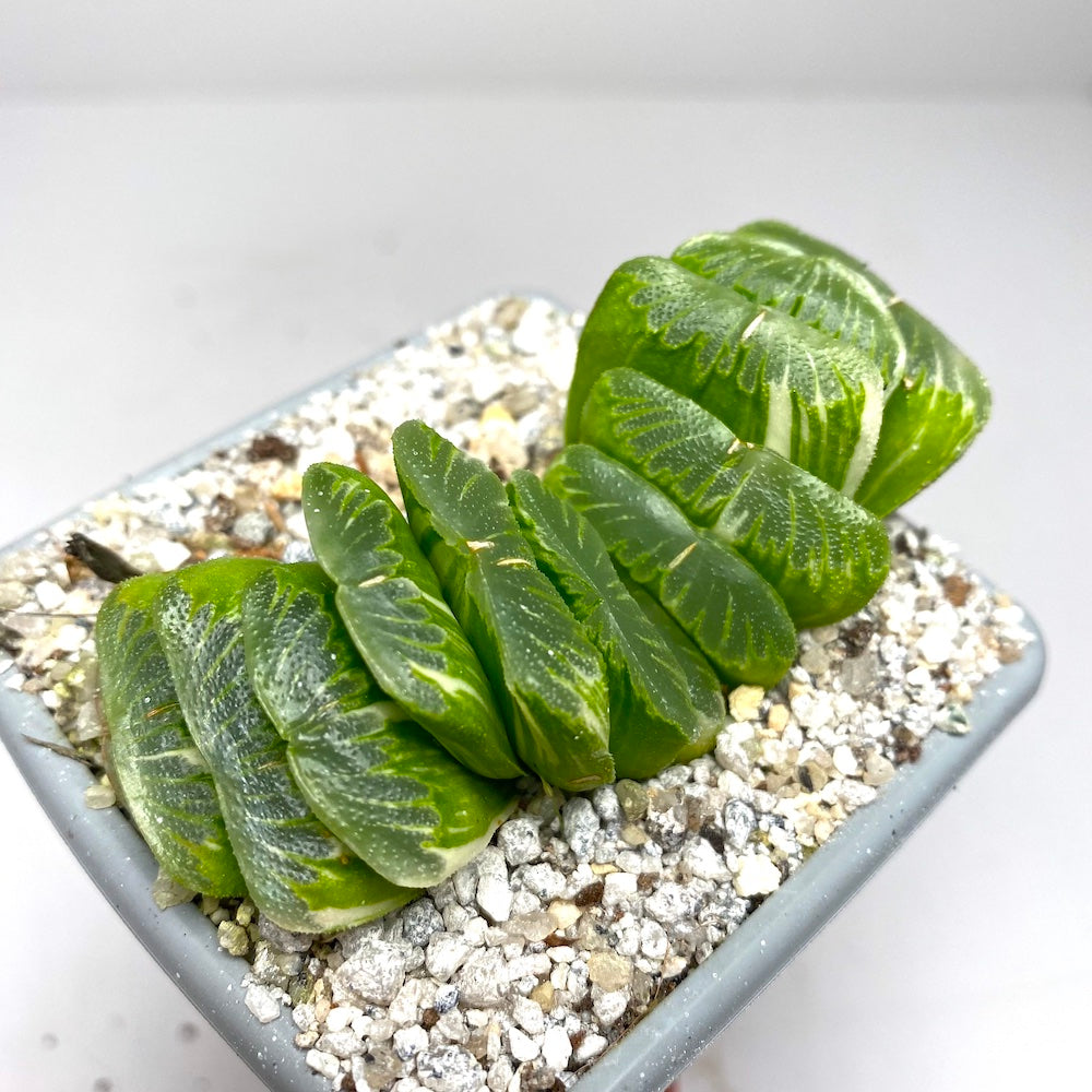 fan succulent Haworthia Truncata 'Green Jade fan' Variegated – Surreal Succulents