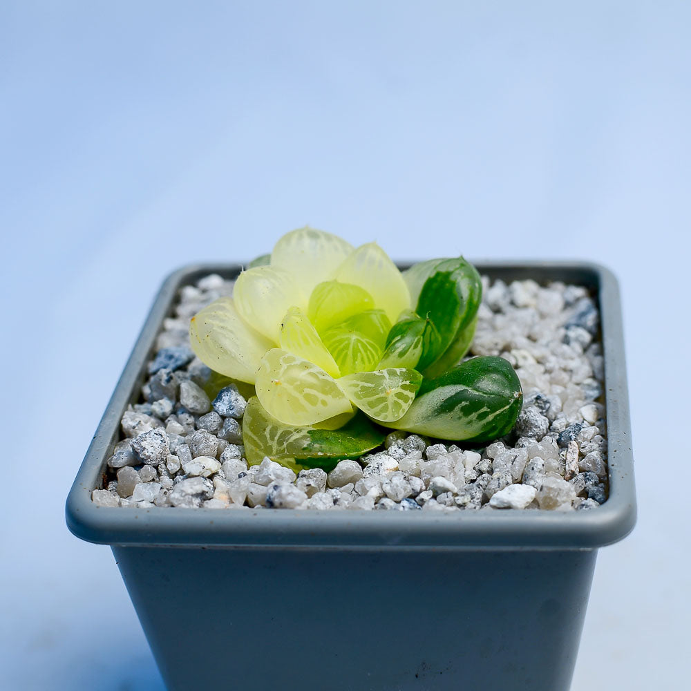 haworthia obtusa 'crystal' light blue transparent succulent Haworthia obtusa 'Marin' f. variegata – Surreal Succulents