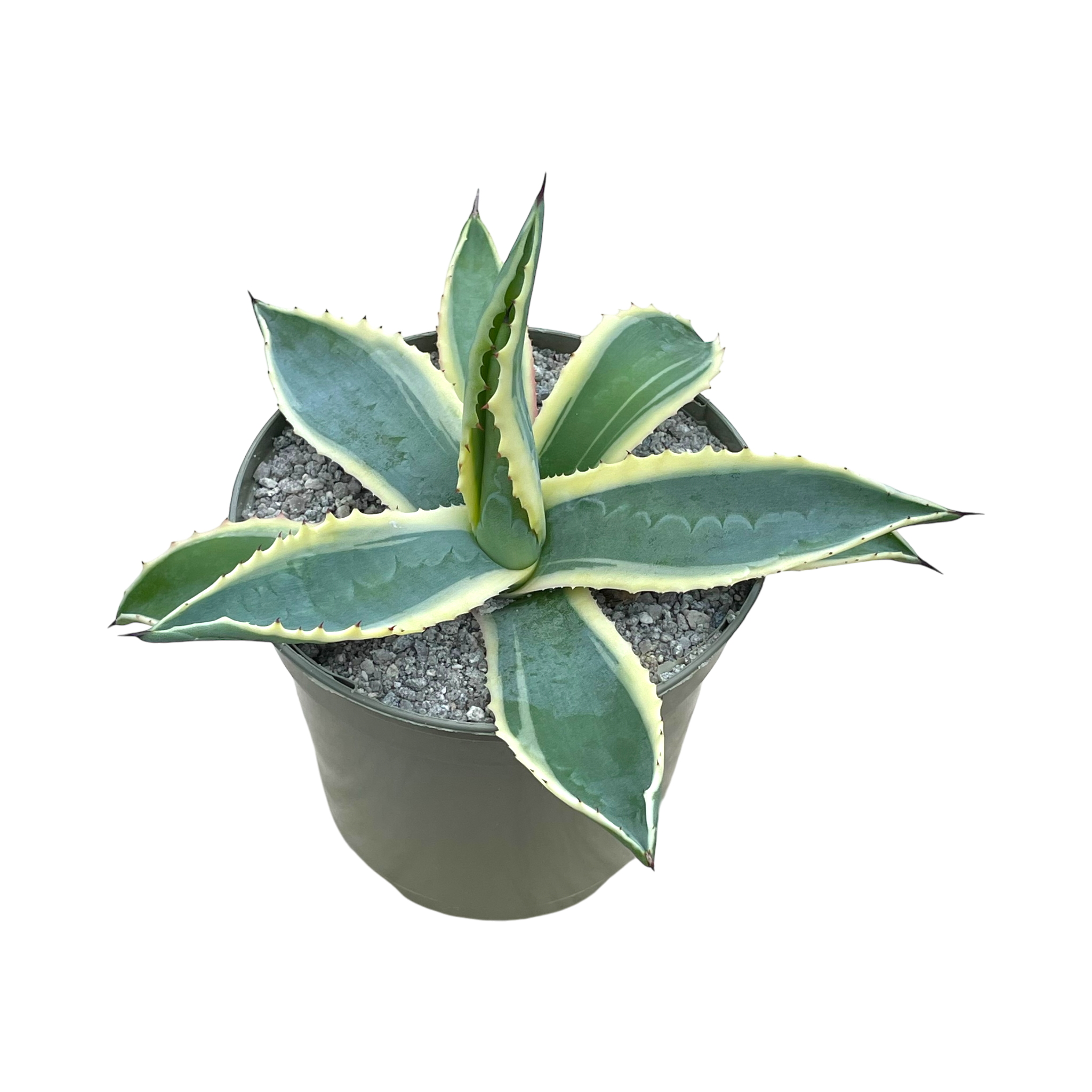 アガベ・アメリカーナ・フ・バリエガータ – Surreal Succulents アガベ・アメリカーナ・フ・バリエガータ – Surreal Succulents