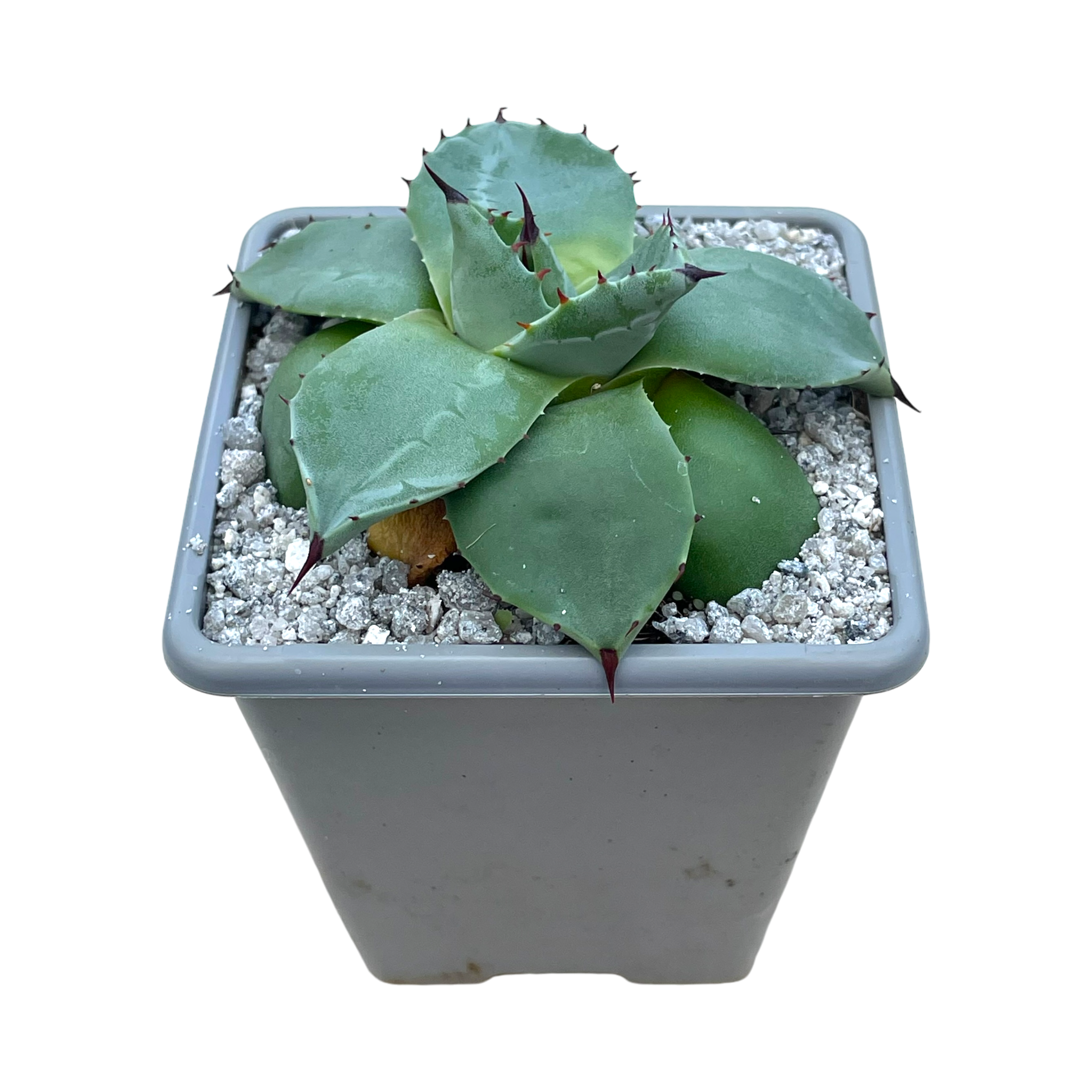 アガベ・アプラナータ – Surreal Succulents アガベ・アプラナータ – Surreal Succulents