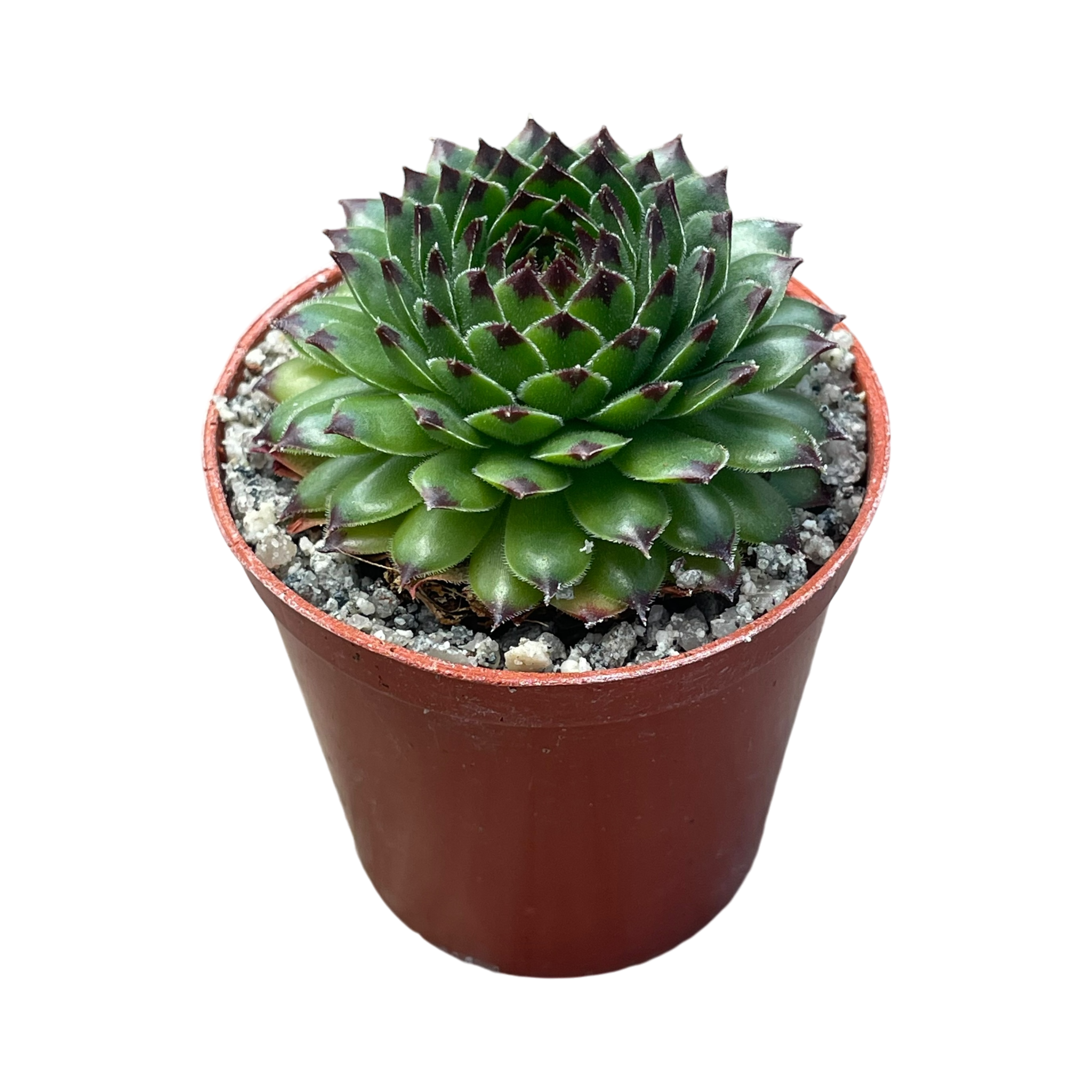センペルビウム 'ラインハルト' – Surreal Succulents センペルビウム 'ラインハルト' – Surreal Succulents