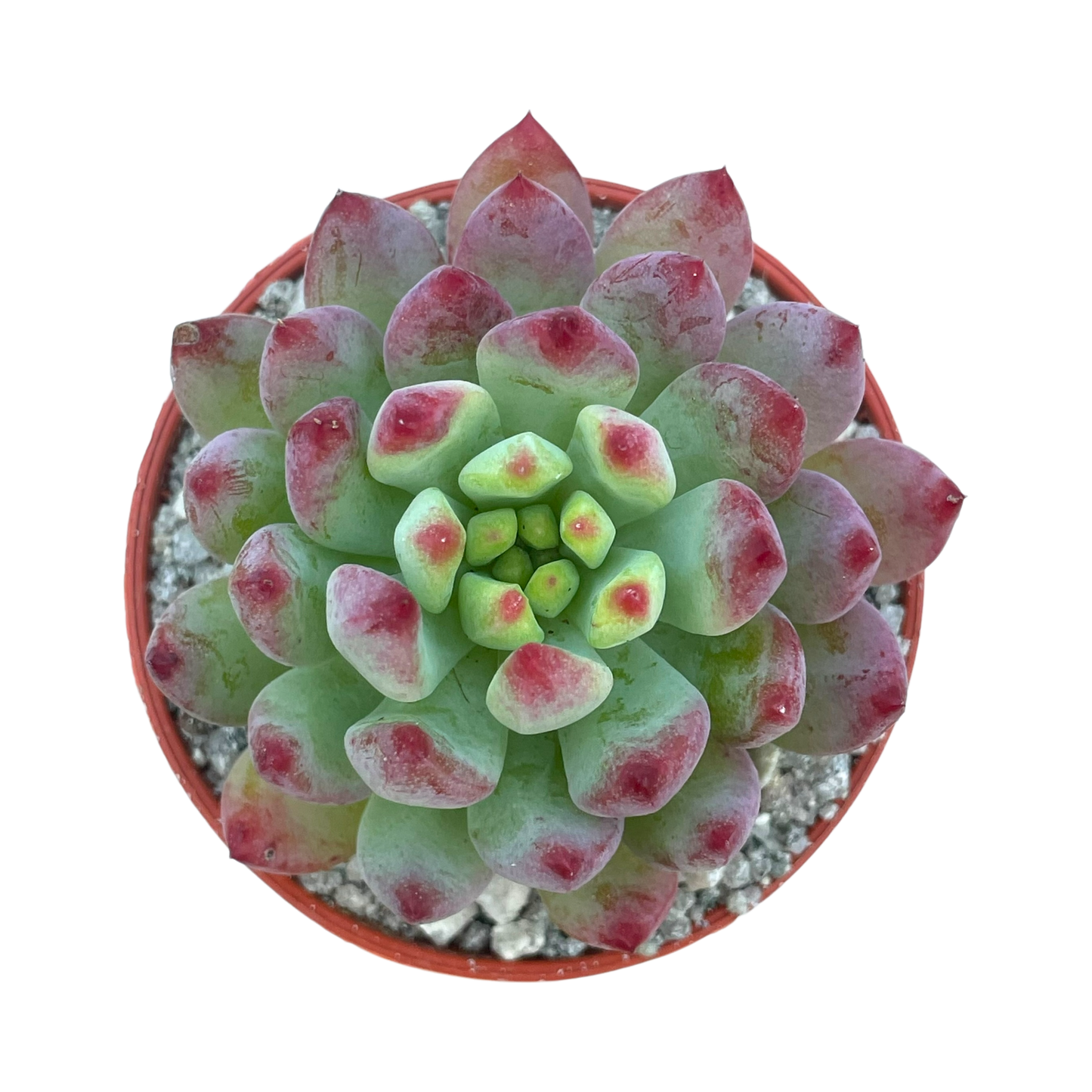 x Sedeveria 'Blue Elf'