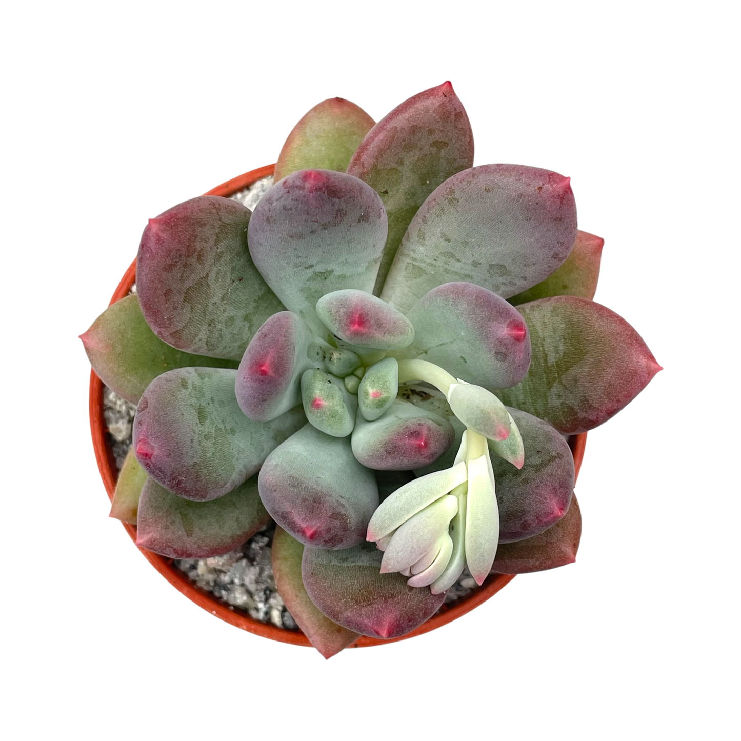 x Pachyveria 'Thunderbird'