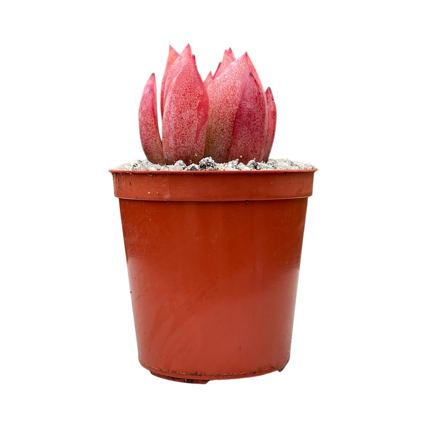 Echeveria colorata f. lindsayana