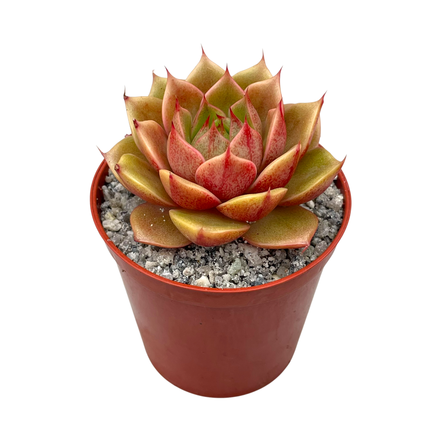 Echeveria 'Parva'
