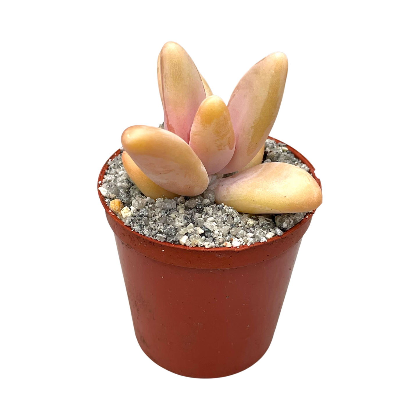 Pachyphytum fittkauii