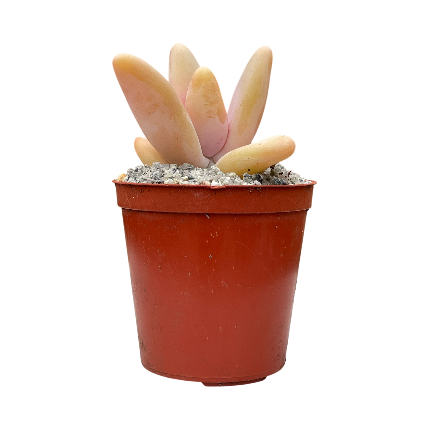 Pachyphytum fittkauii