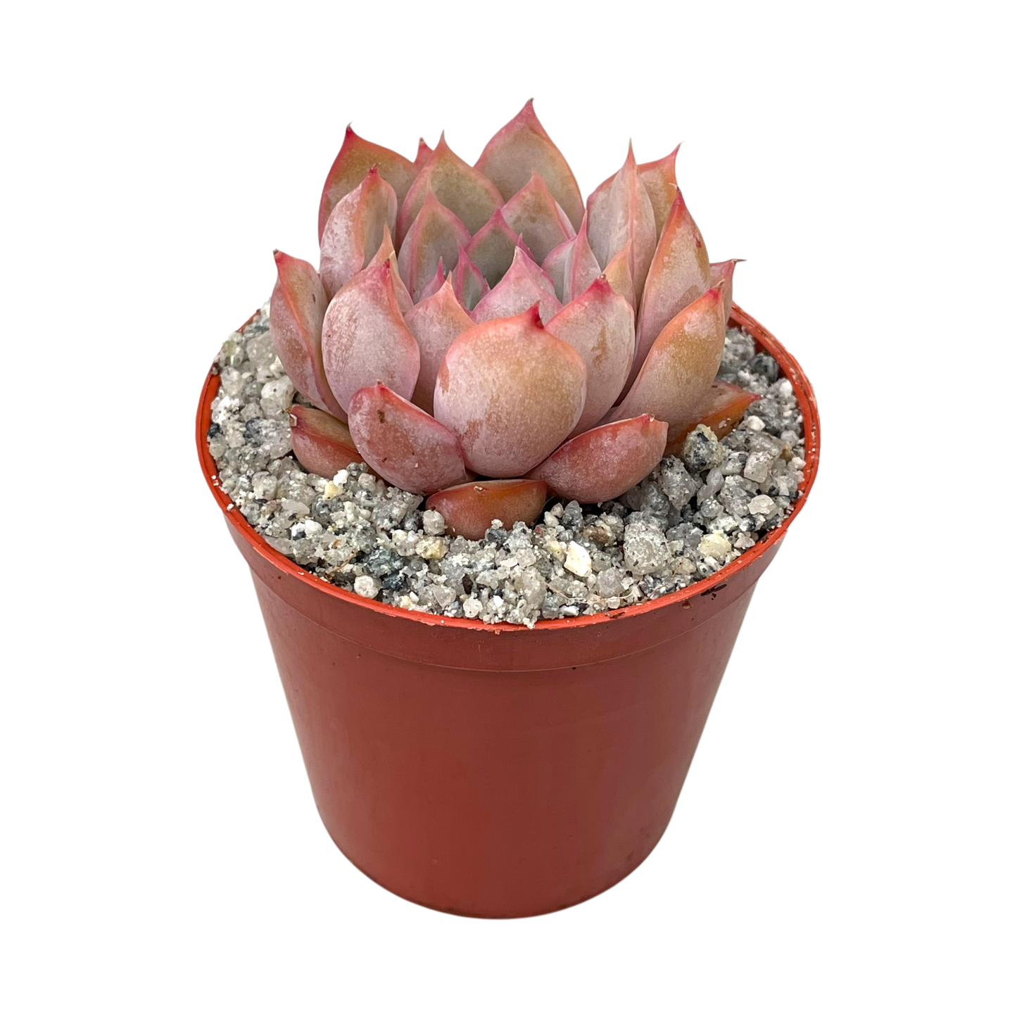 Echeveria 'Hercules'