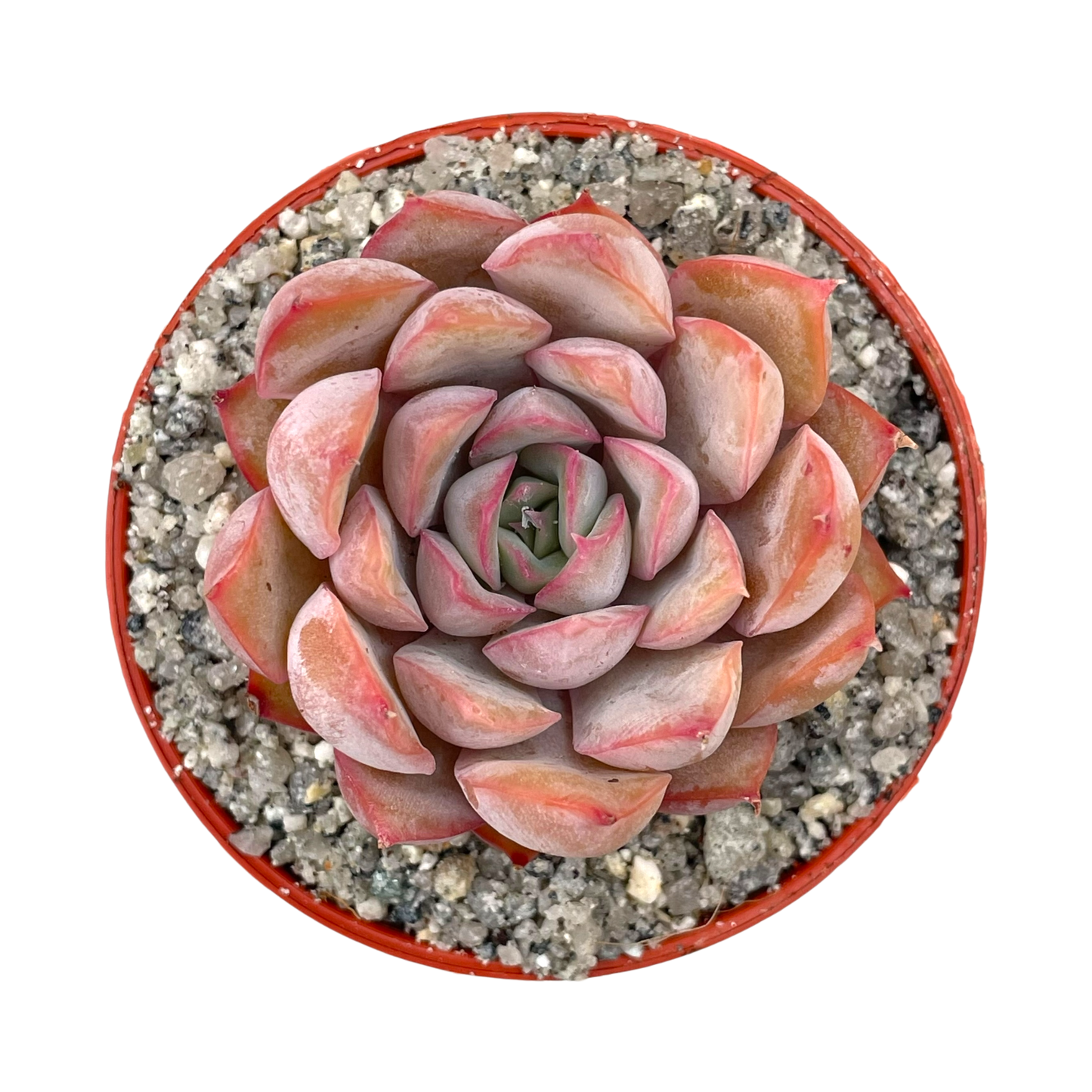 Echeveria 'Hercules'