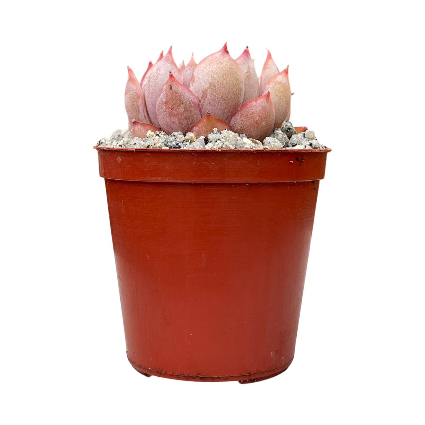 Echeveria 'Hercules'