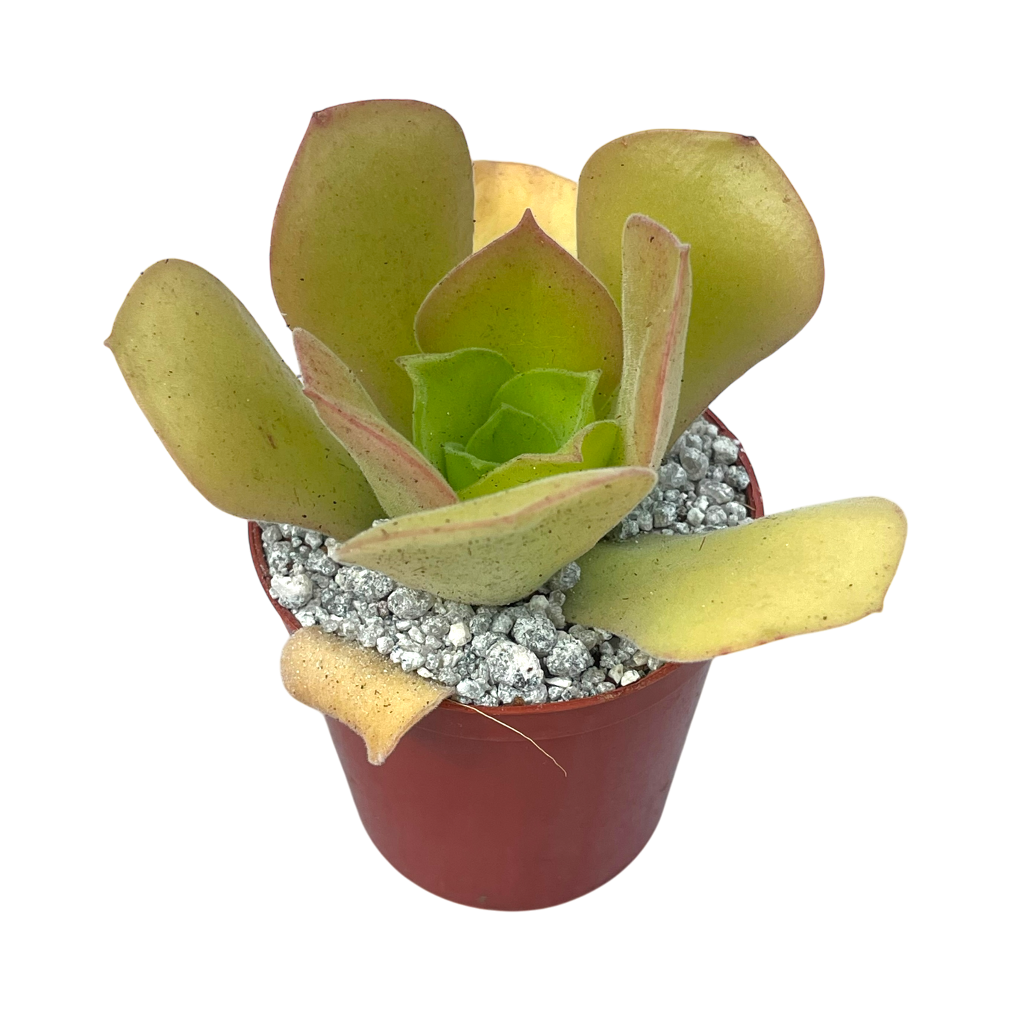 Aeonium canariense var. palmense