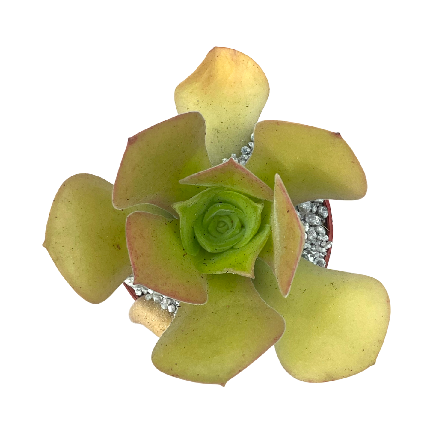 Aeonium canariense var. palmense