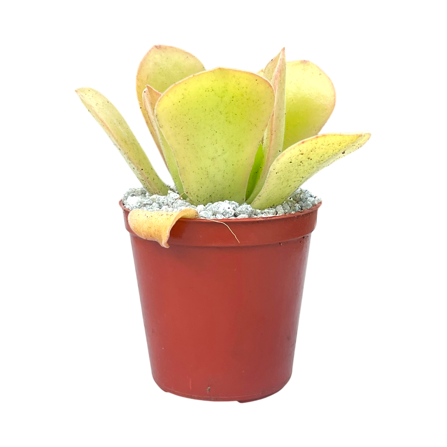 Aeonium canariense var. palmense