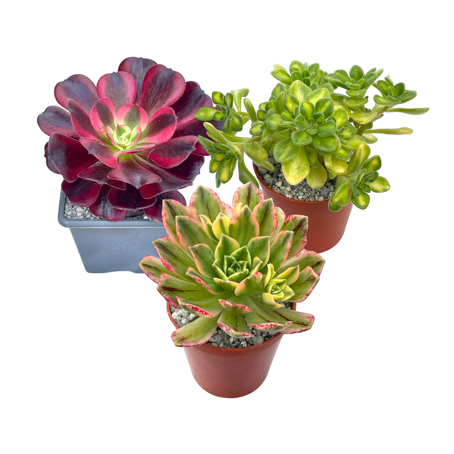 'Rare as Gold' Variegated Aeonium Bundle