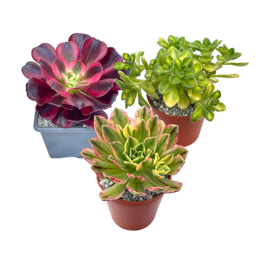 'Rare as Gold' Variegated Aeonium Bundle