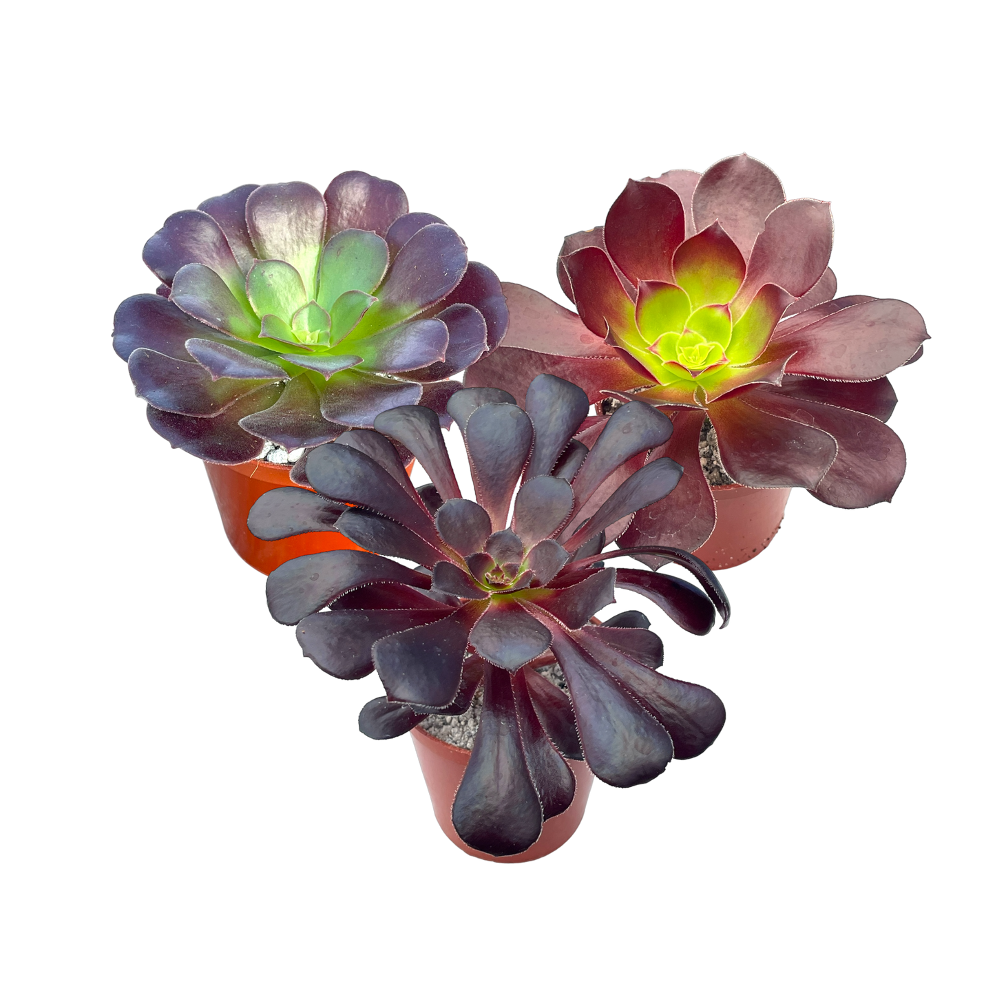 'Black Night' Aeonium Bundle