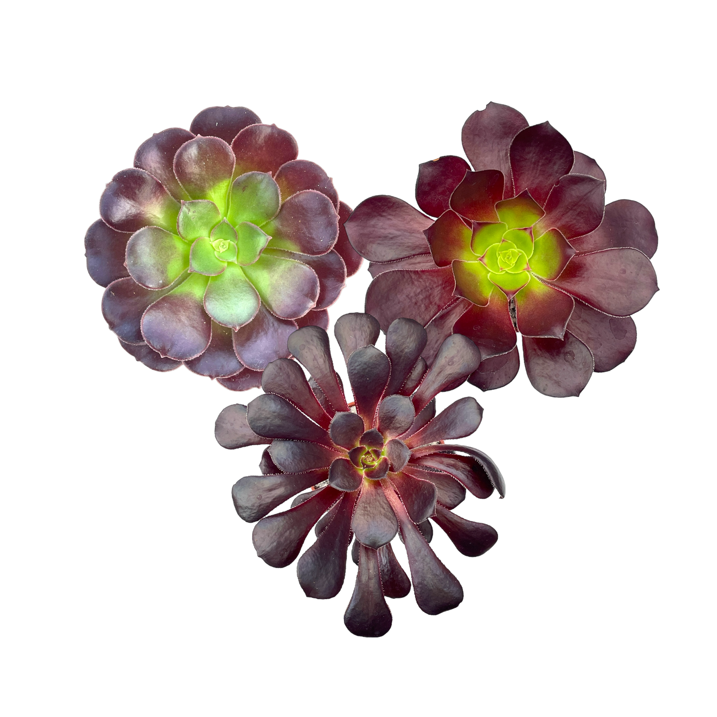'Black Night' Aeonium Bundle