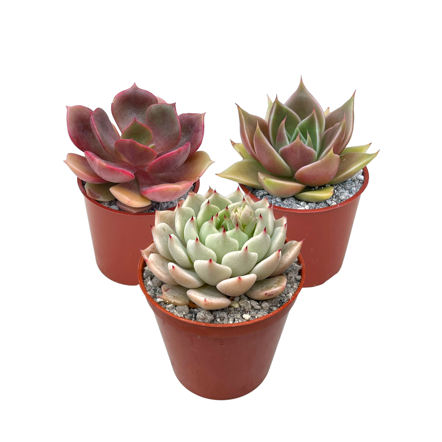 'Colour Co-ordinated' Echeveria Bundle