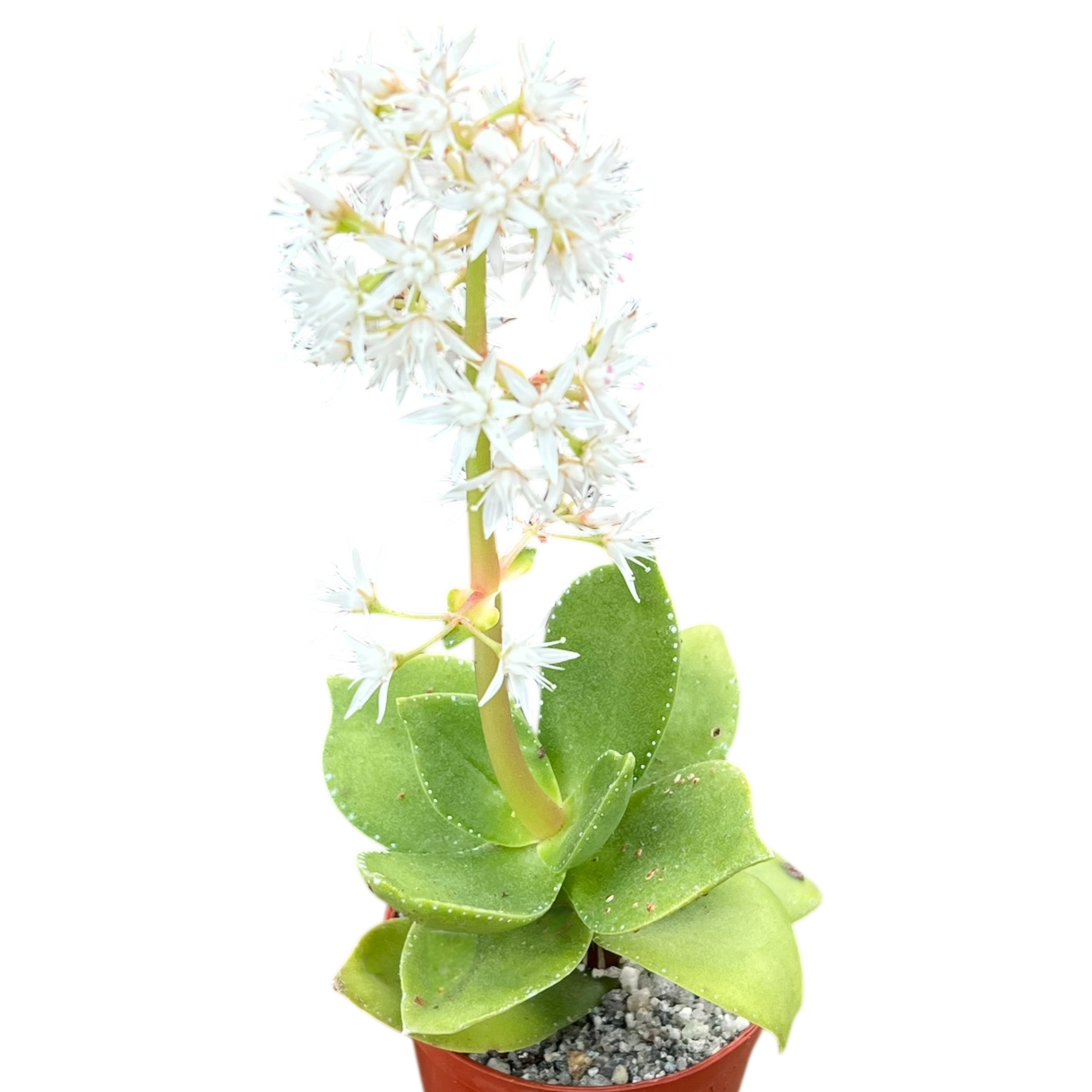 クラッスラ・ラクテア – Surreal Succulents