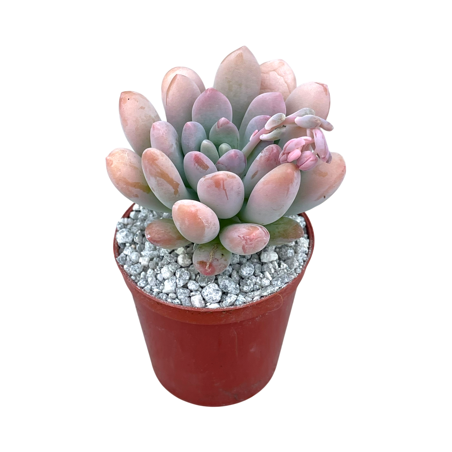 x Pachyveria 'Clavifolia'