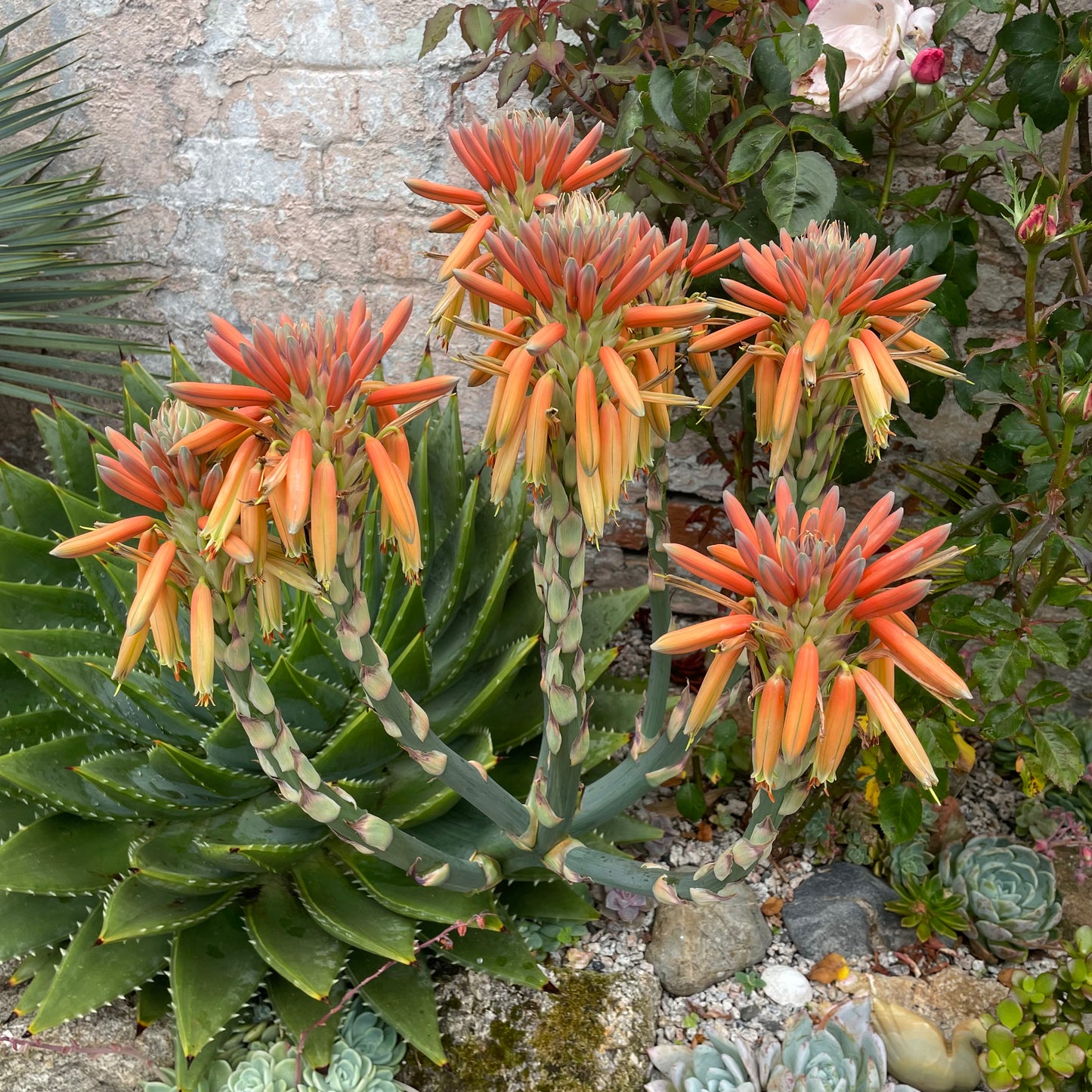 Aloe polyphylla 'Spiral Aloe'