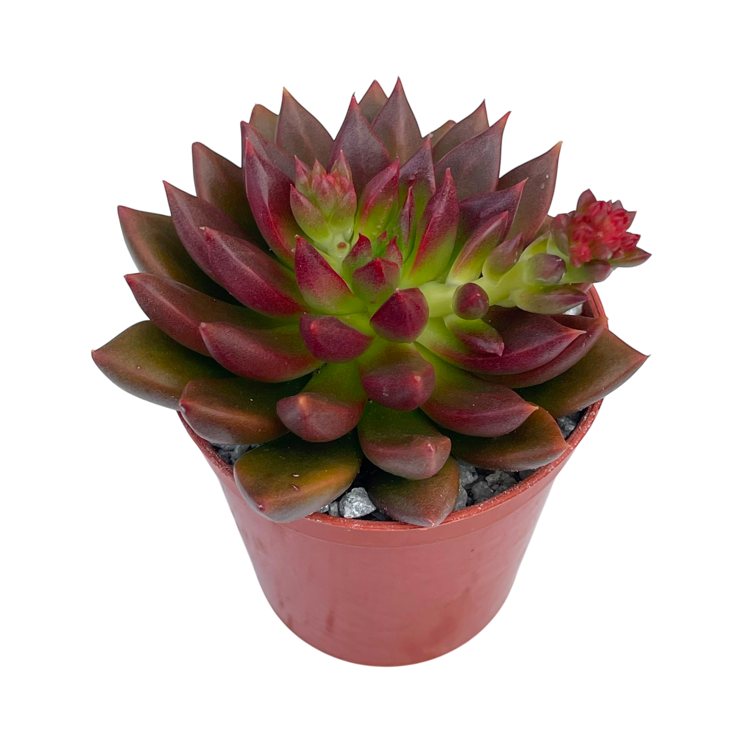 Echeveria 'Zodiac'
