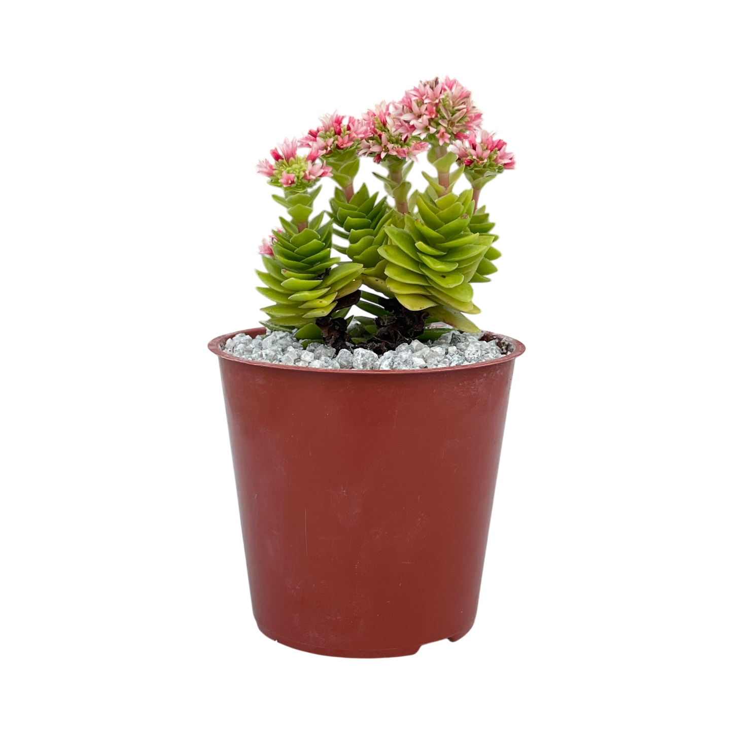 Crassula 'Estagnol'