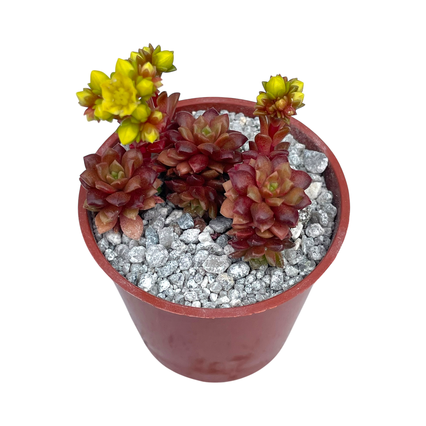x Cremnosedum 'Little Gem'
