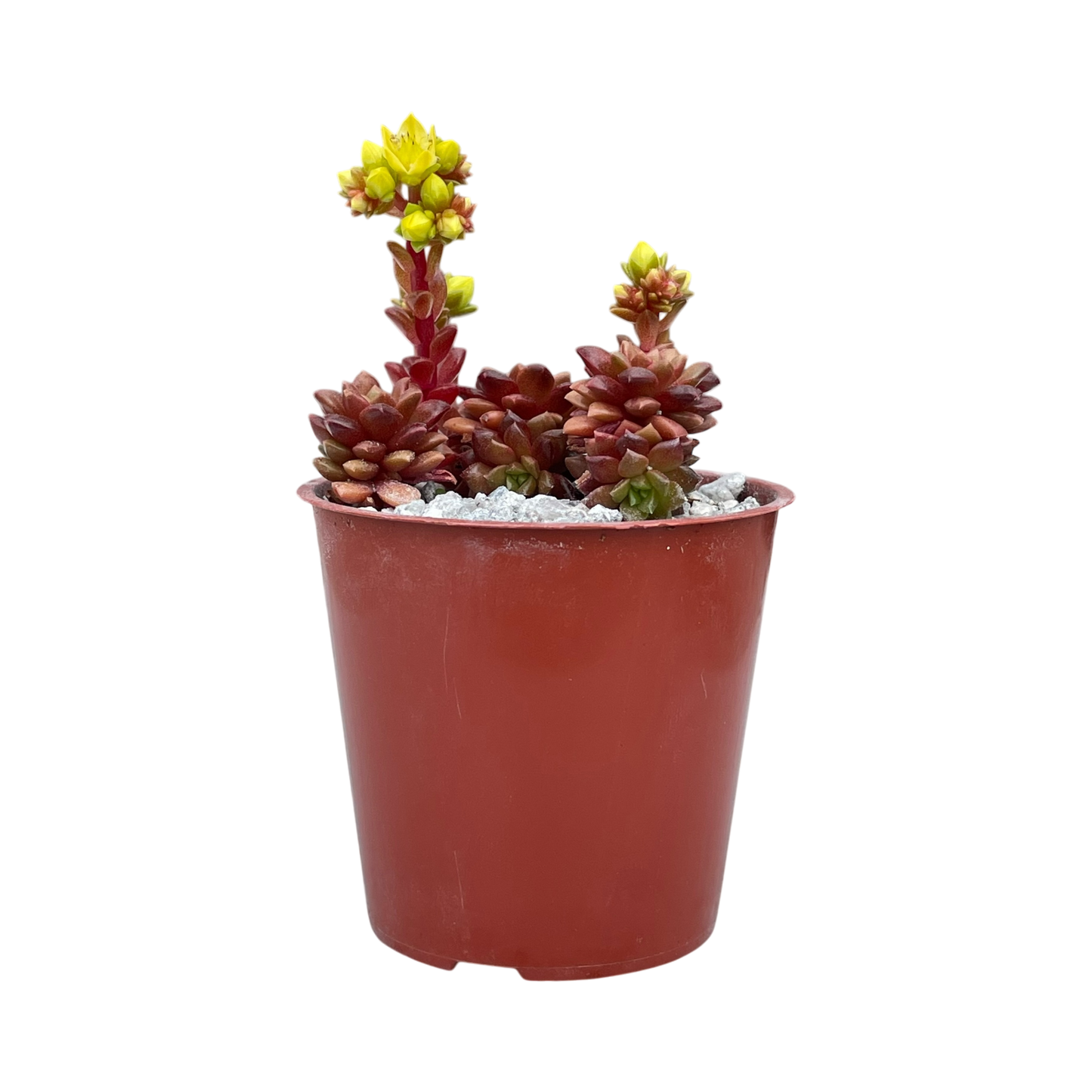 x Cremnosedum 'Little Gem'