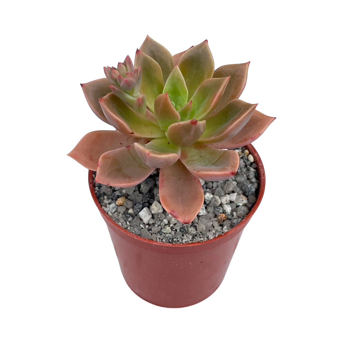 Echeveria 'Meteor'