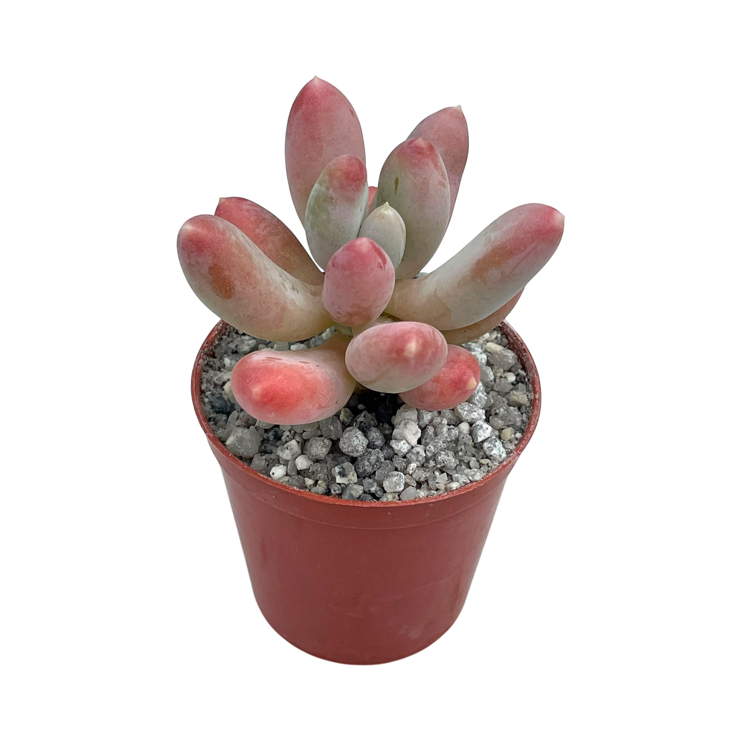 x Pachyveria 'Glossoides Glossot'