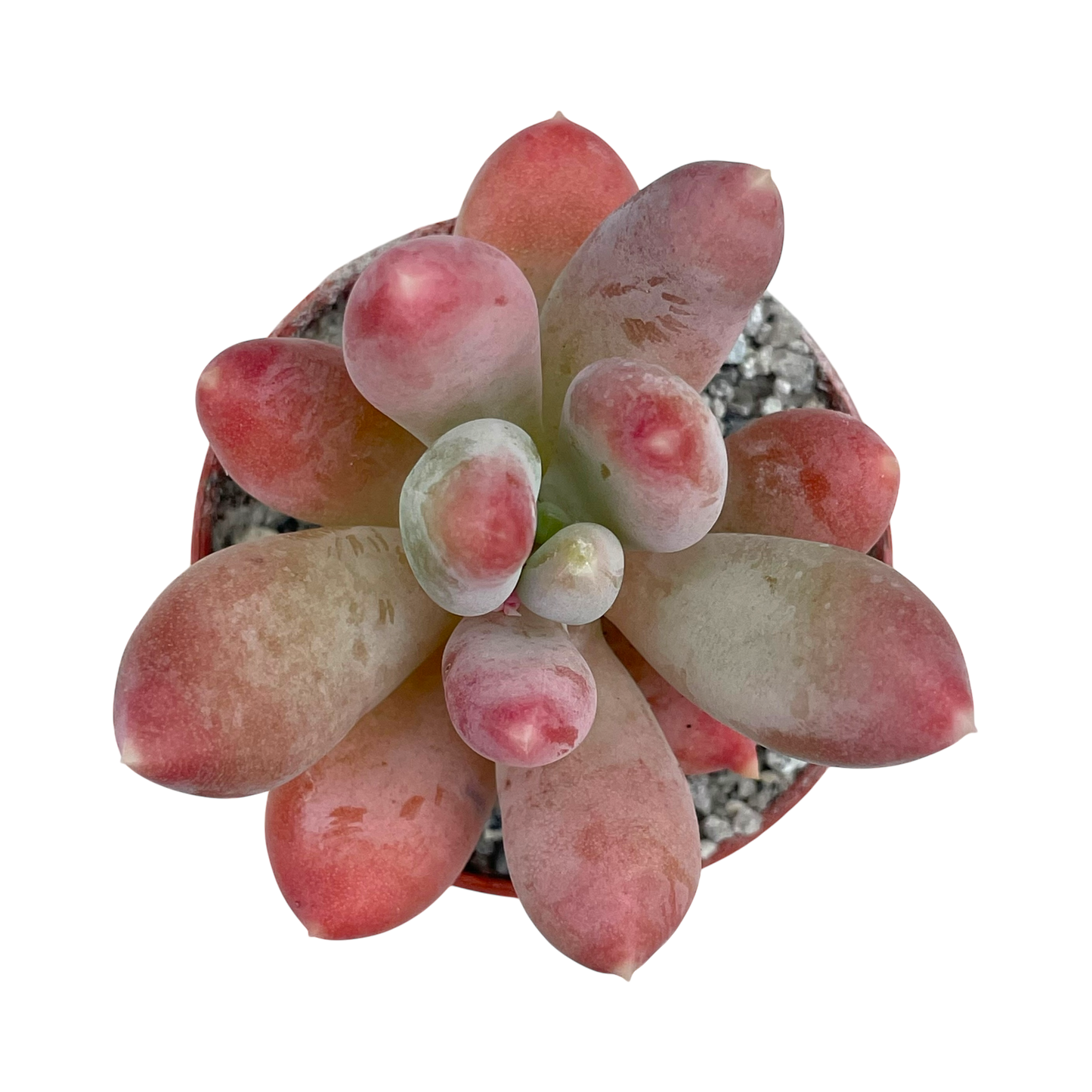 x Pachyveria 'Glossoides Glossot'