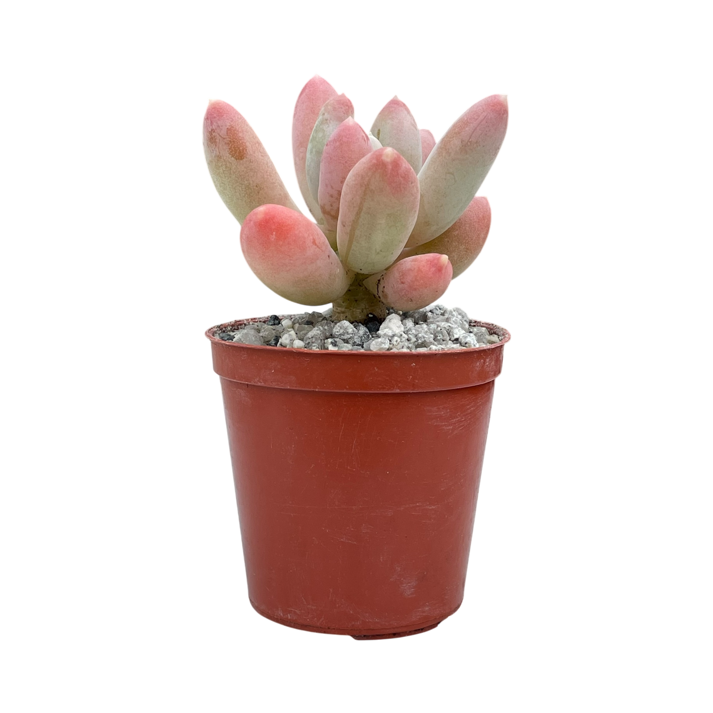 x Pachyveria 'Glossoides Glossot'