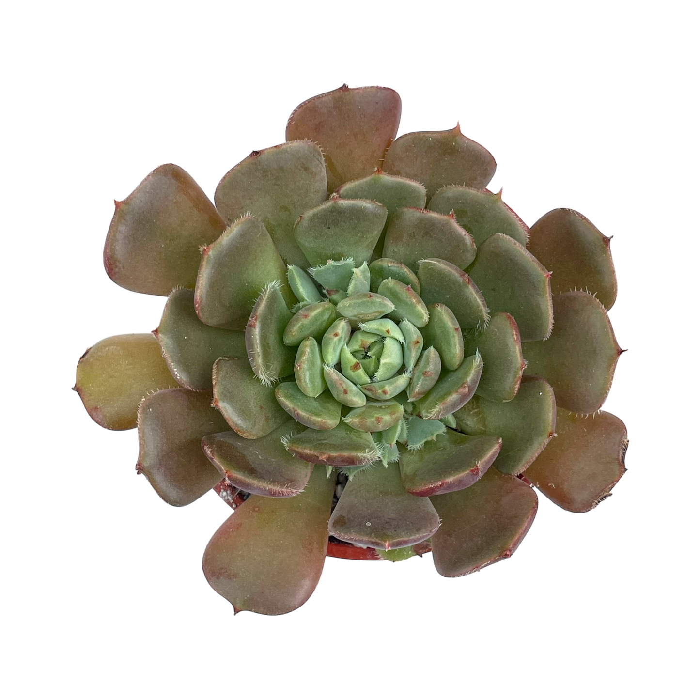 Echeveria 'Pastel Rose'