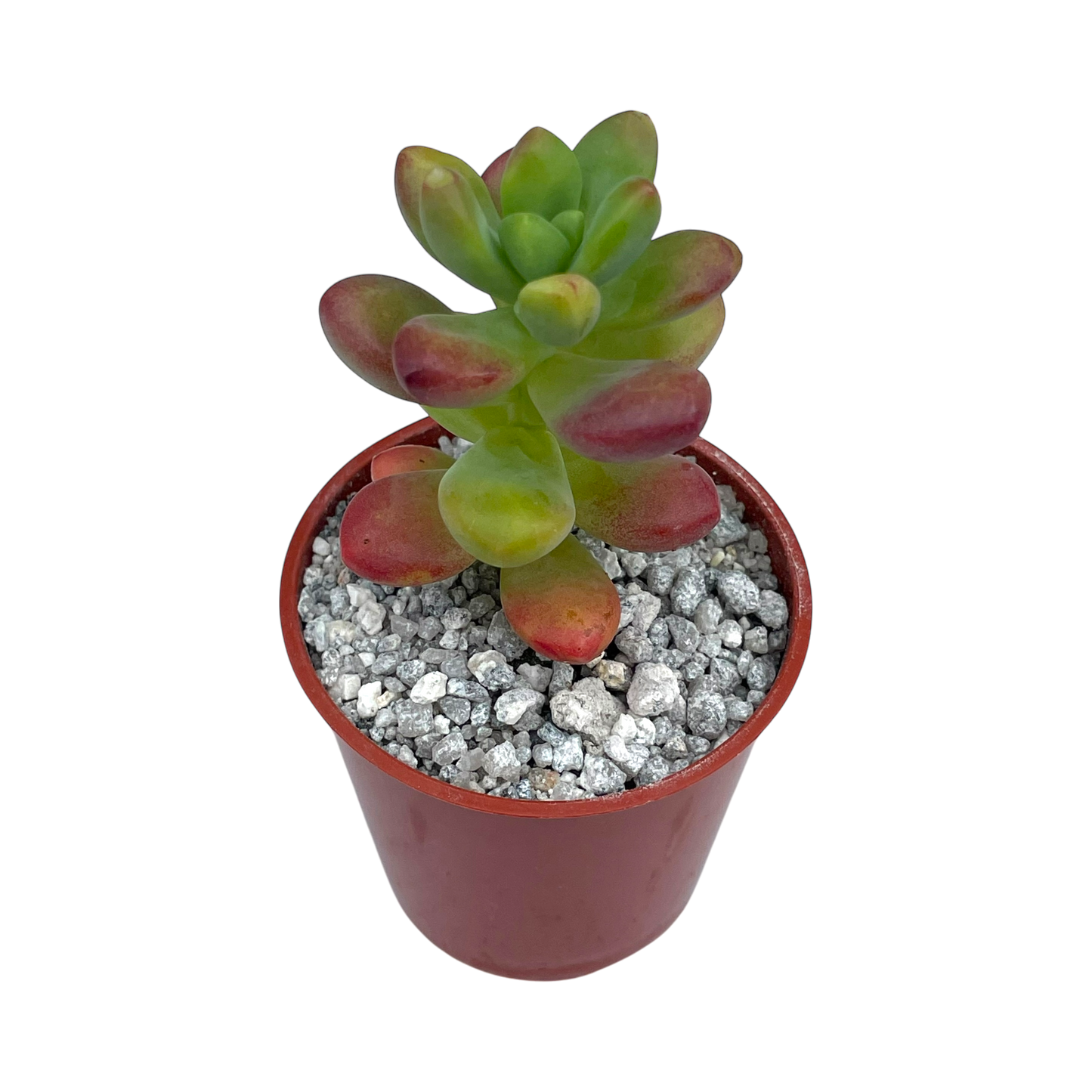 Sedum 'Sandra Mottram'