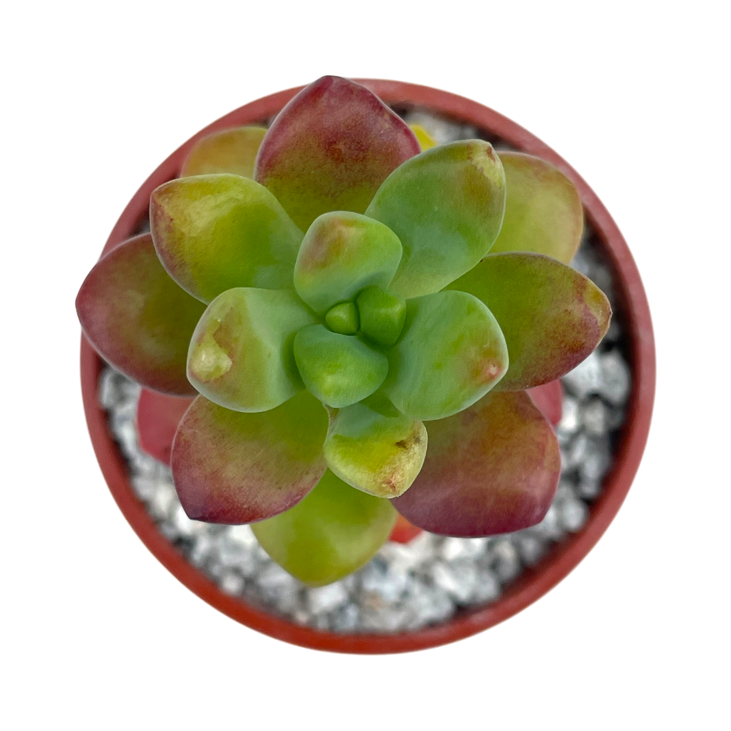 Sedum 'Sandra Mottram'
