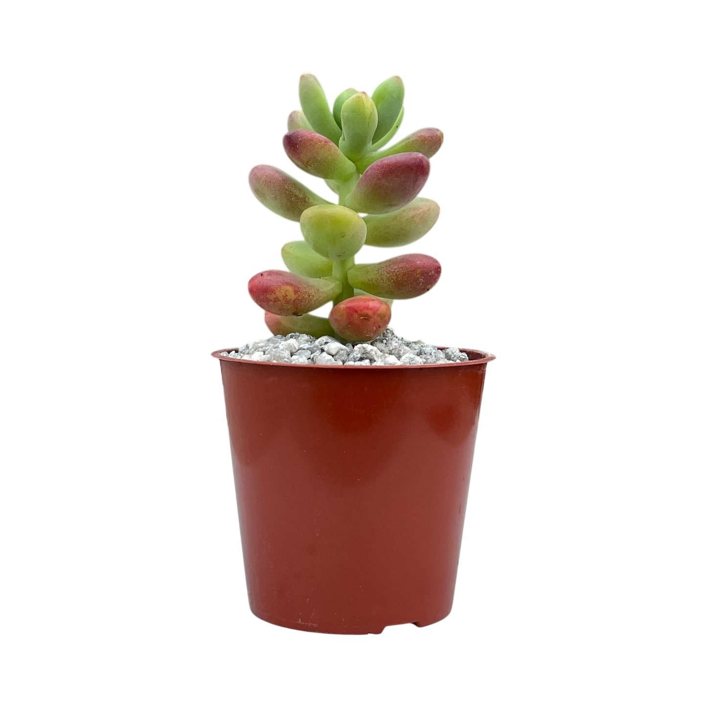 Sedum 'Sandra Mottram'