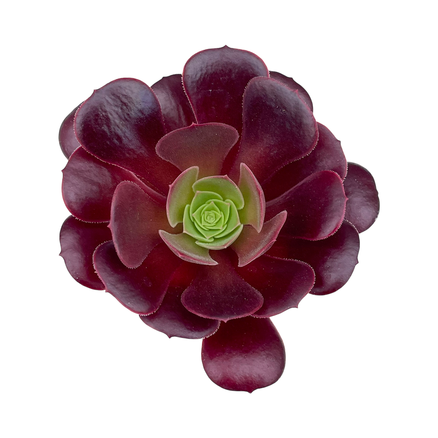 Aeonium 'Velour'