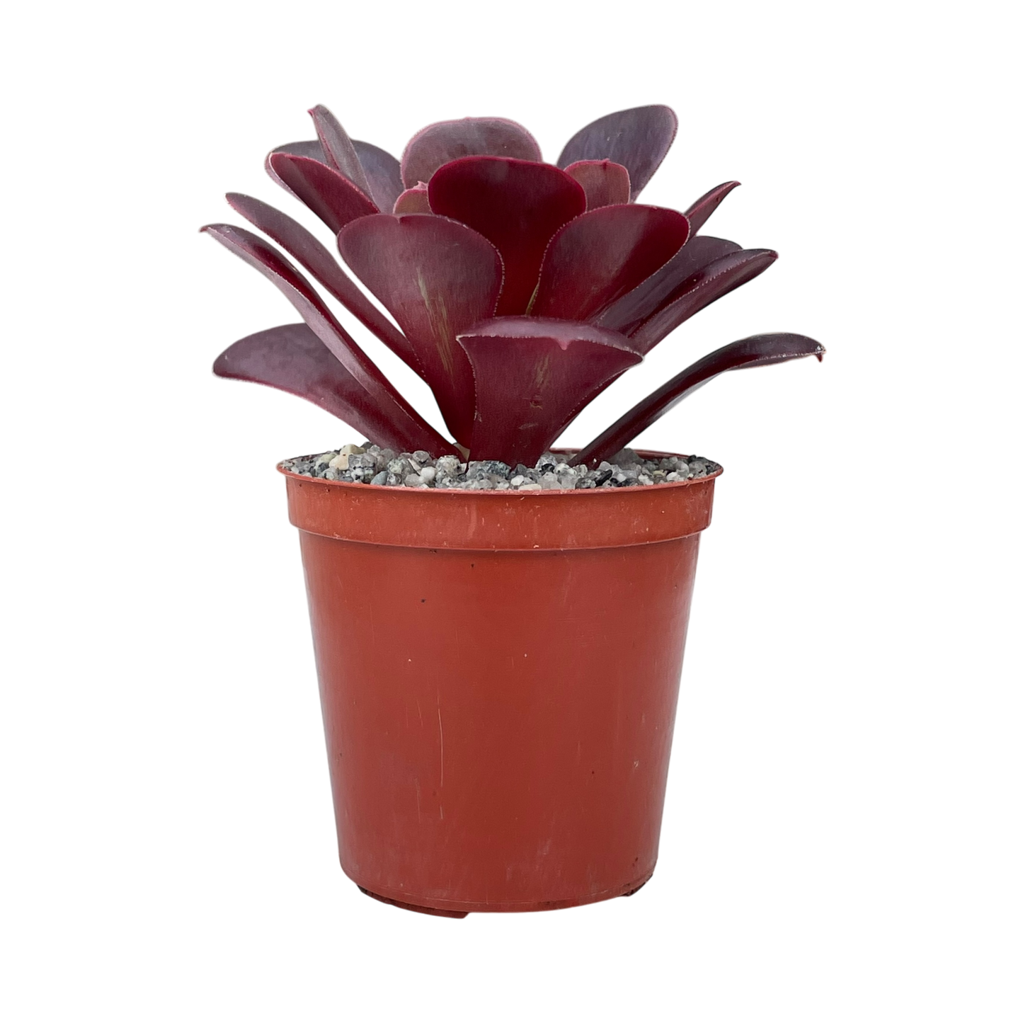 Aeonium 'Velour'