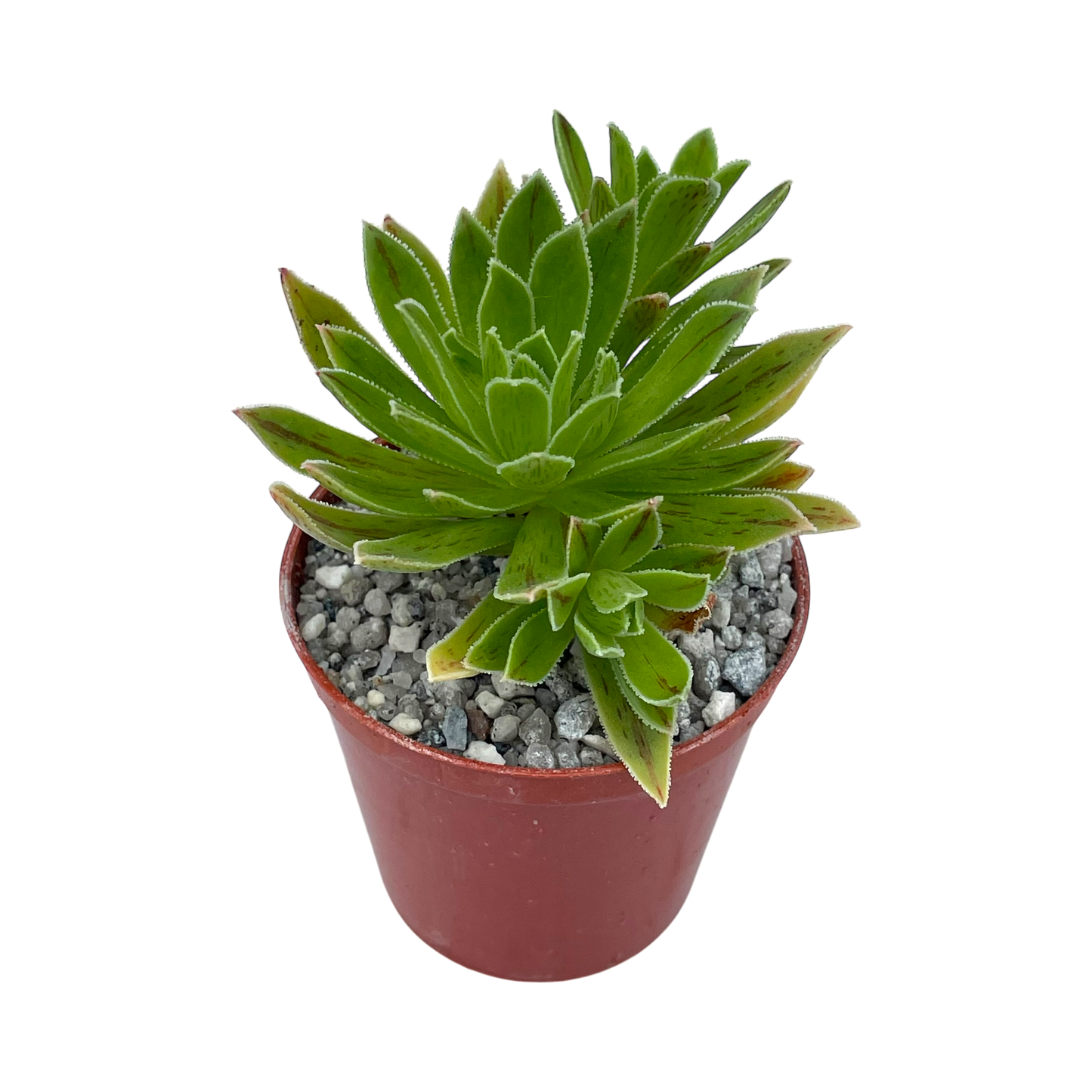 Aeonium x barbatum