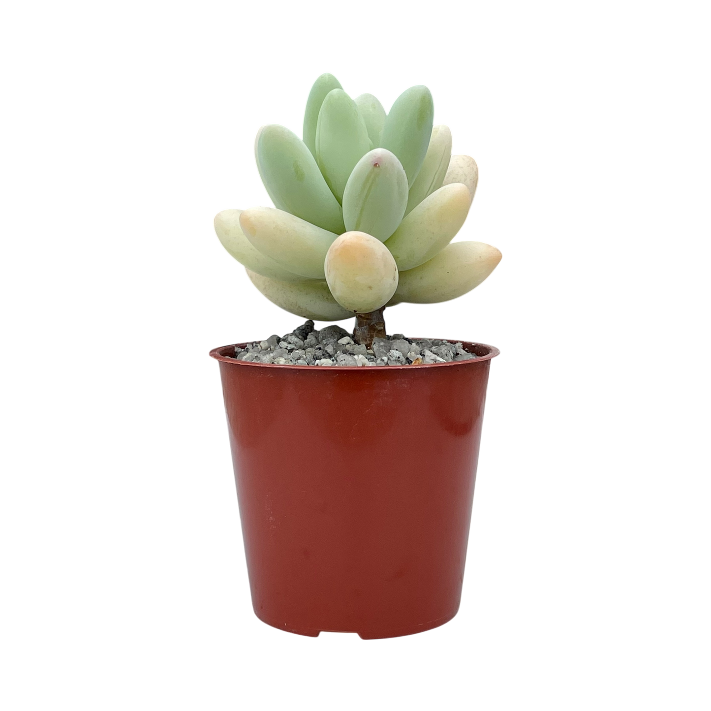 Pachyphytum oviferum x Sedum burrito