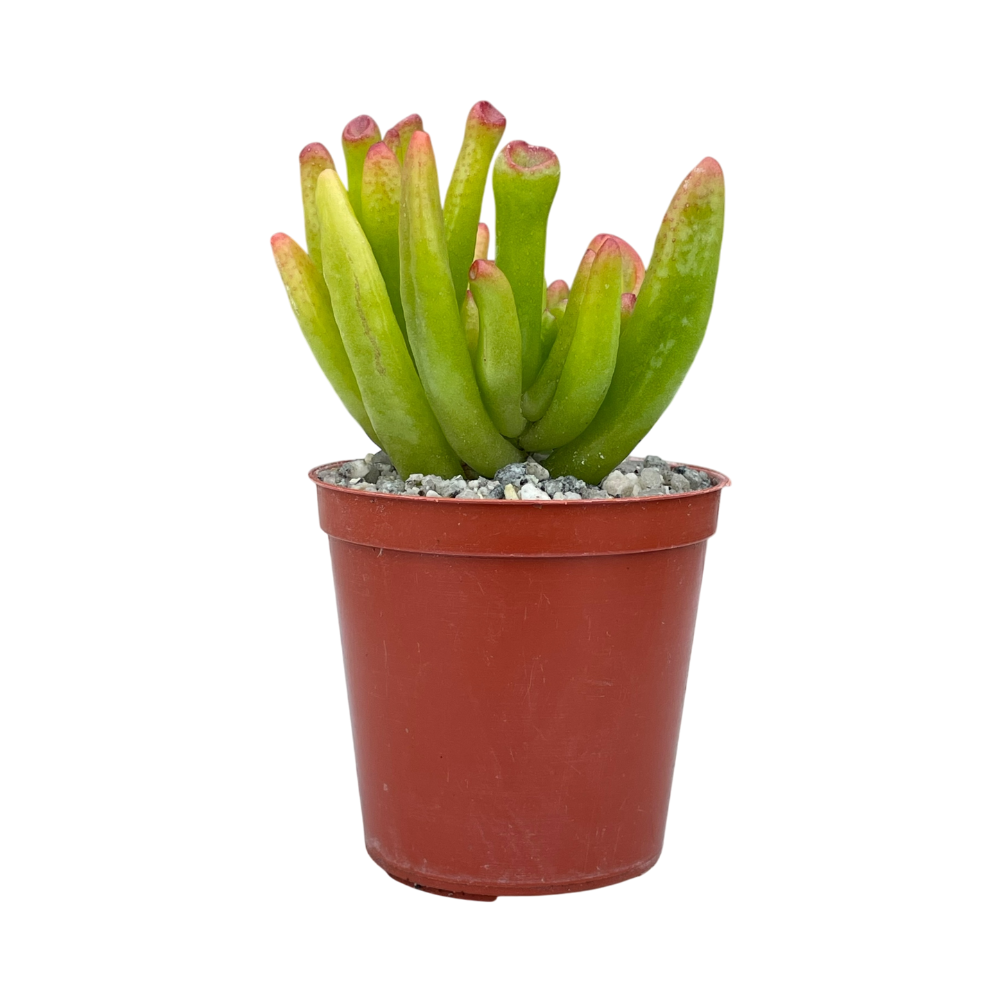 Crassula 'Horn Tree'
