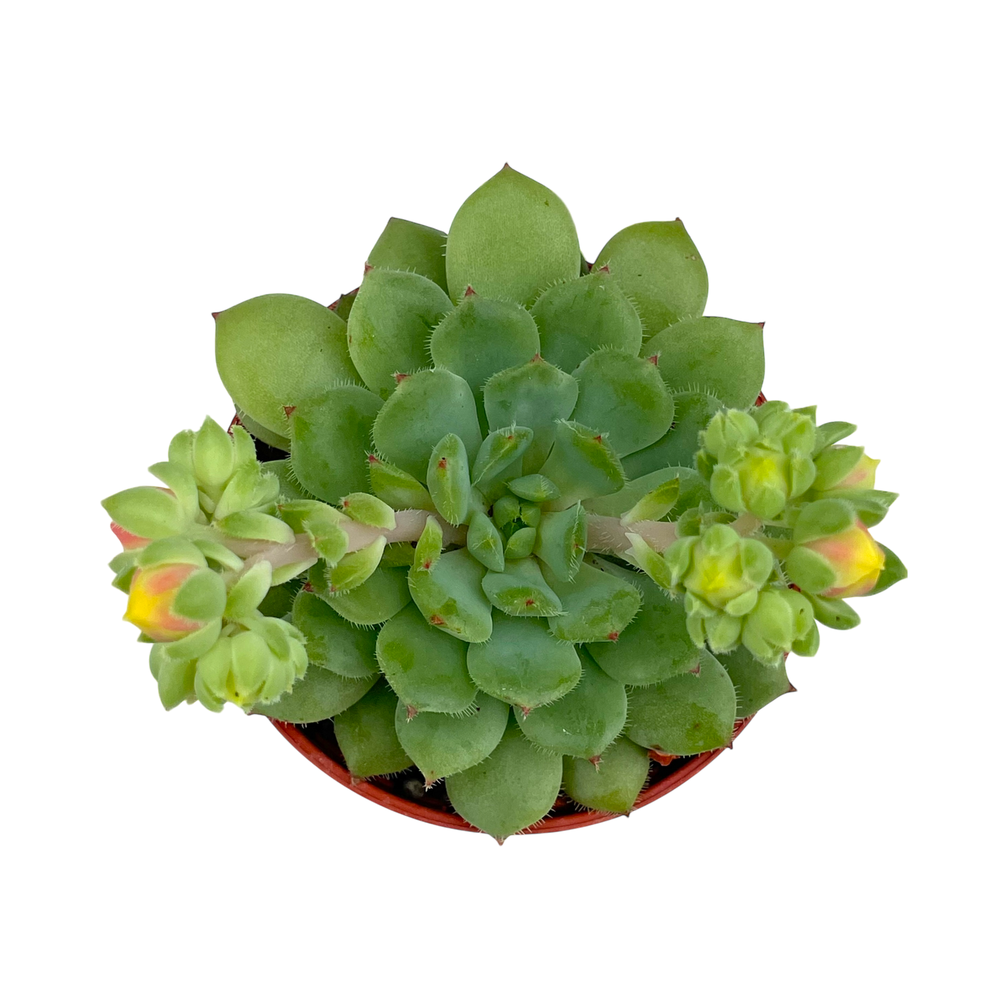 Echeveria 'Galaxy Starlet'