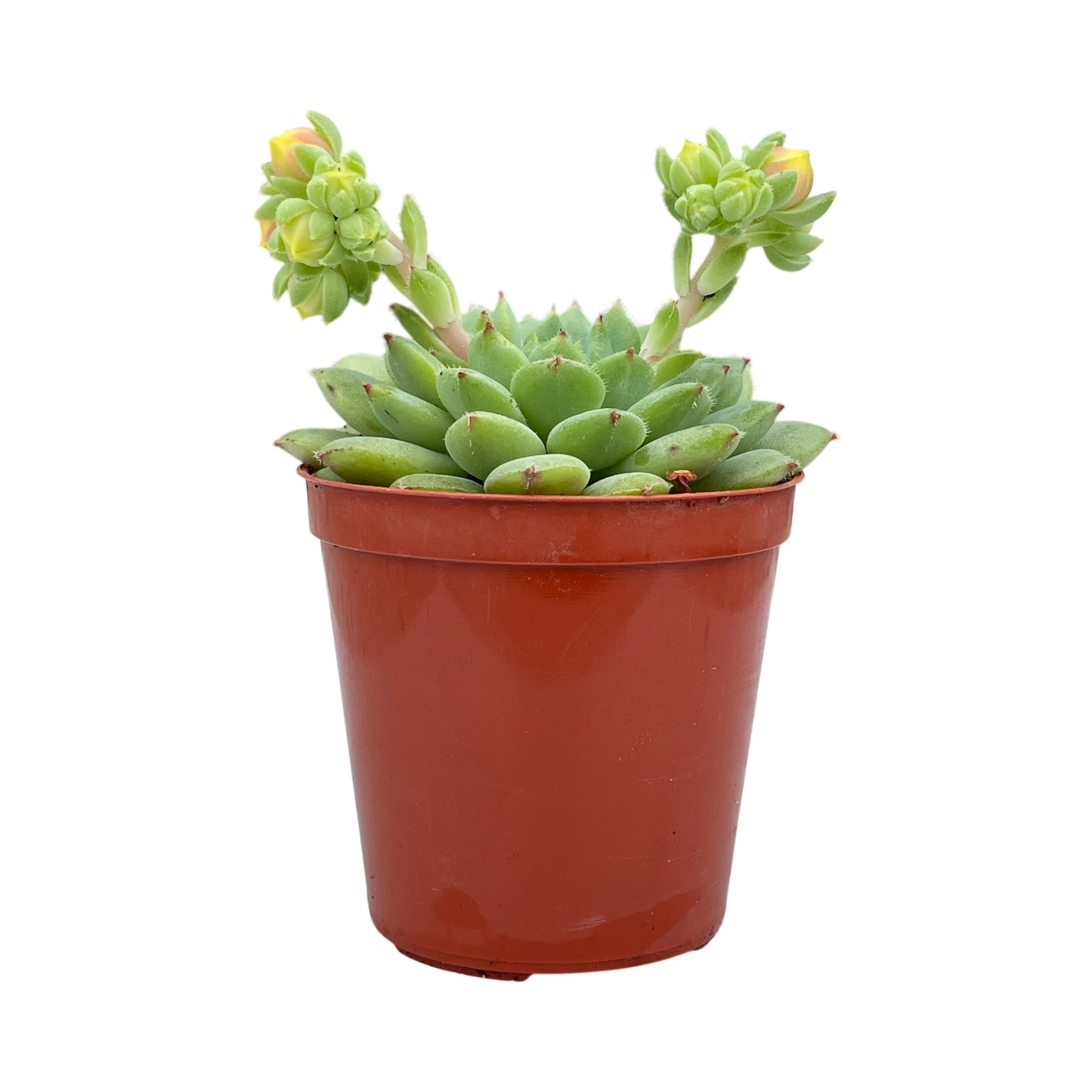 Echeveria 'Galaxy Starlet'