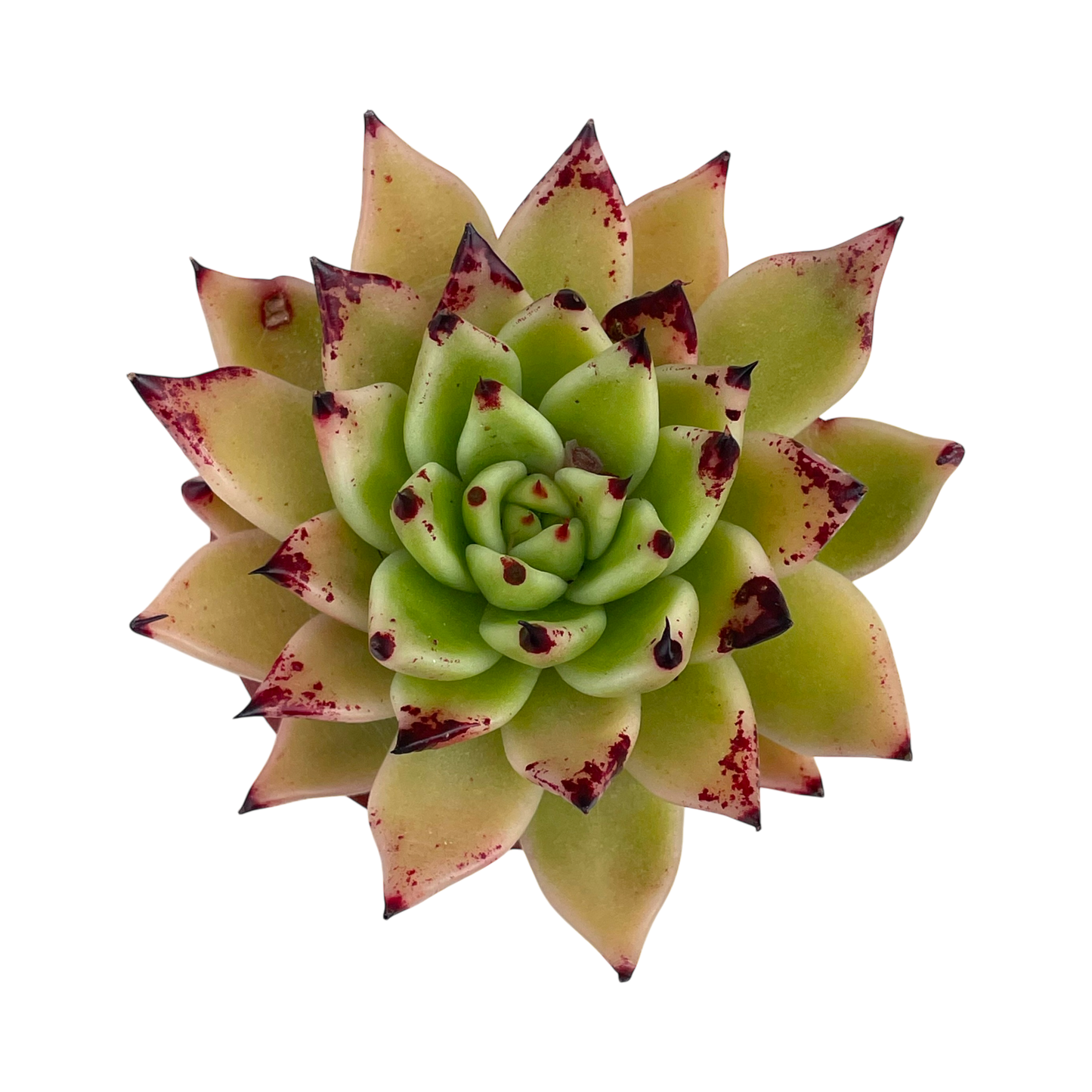 Echeveria agavoides 'Arrow'