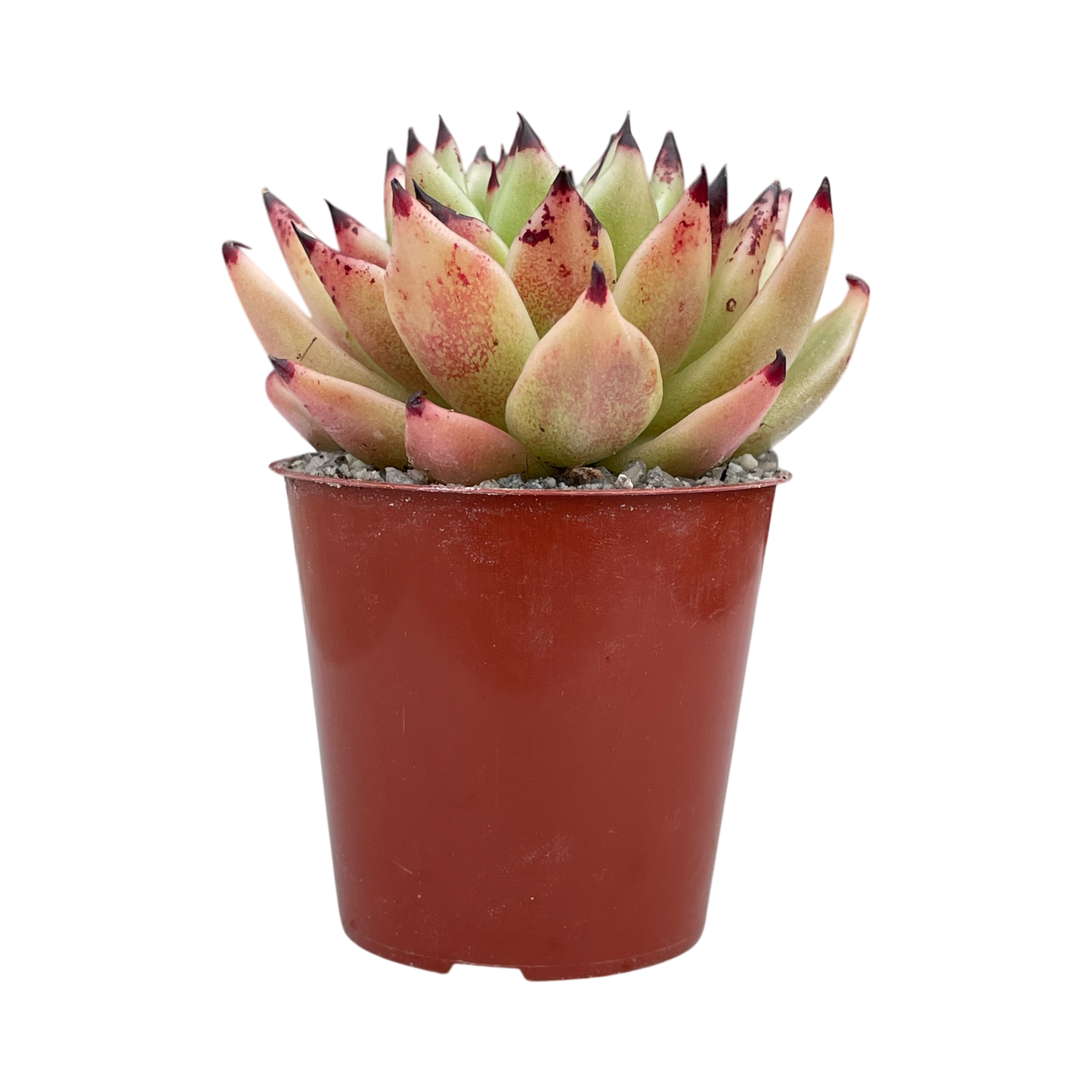 Echeveria agavoides 'Arrow'