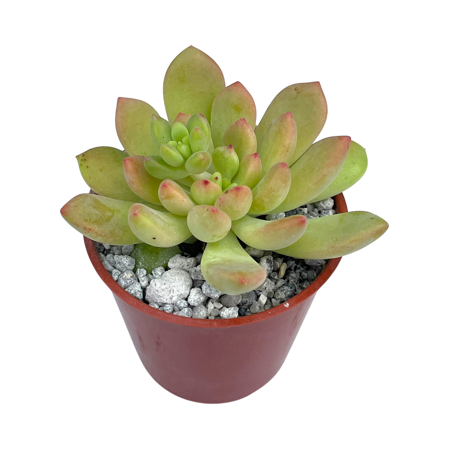 Echeveria amoena