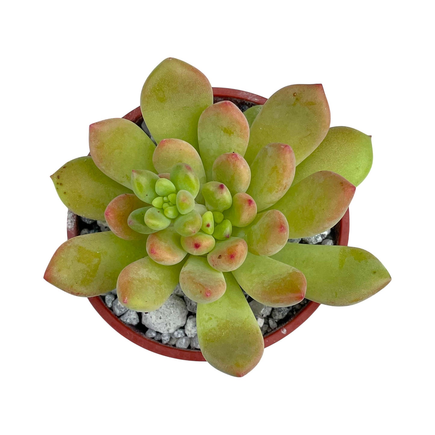 Echeveria amoena